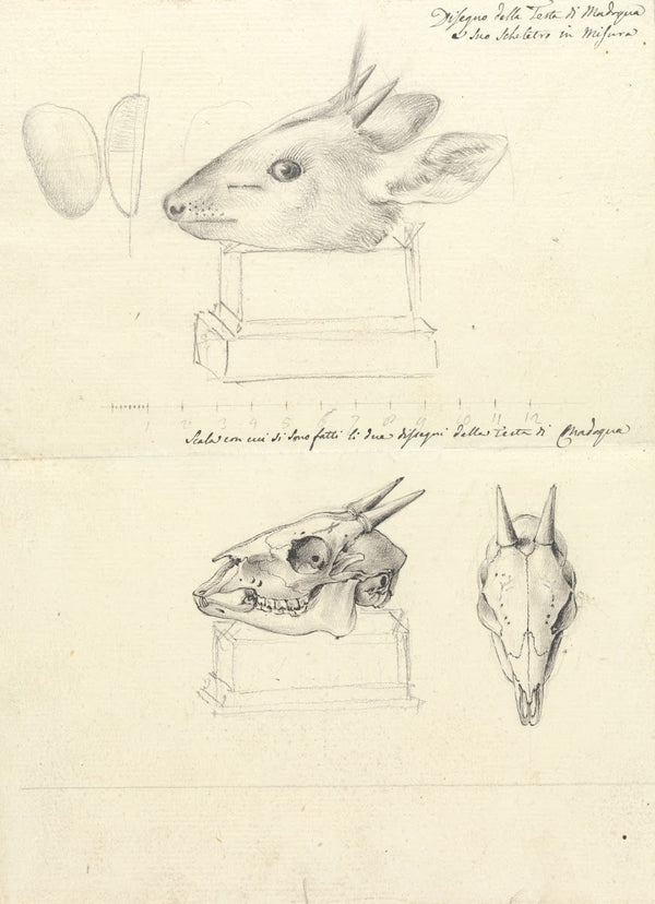 Testi di Madoqua Antelope Head and Skulls