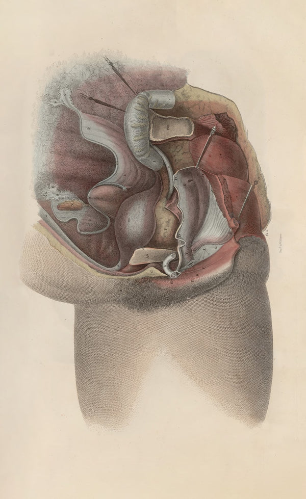 A system of anatomical plates of the human body Pl096 1840