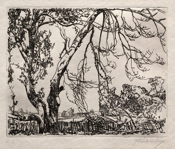Apple Tree
