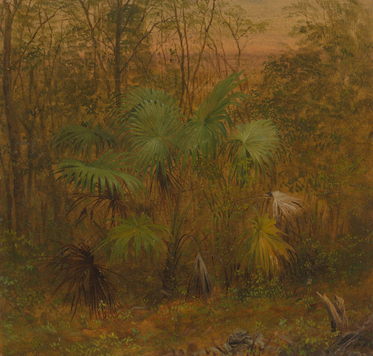 Thatch Palm Jamaica 1865