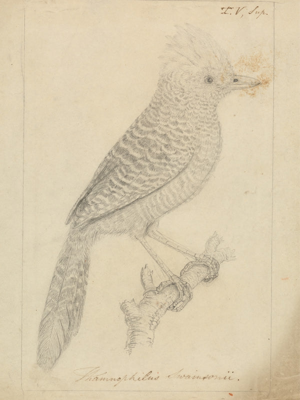 Tufted Antshrike