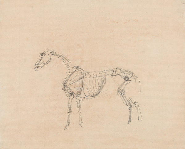 Horse Skeleton