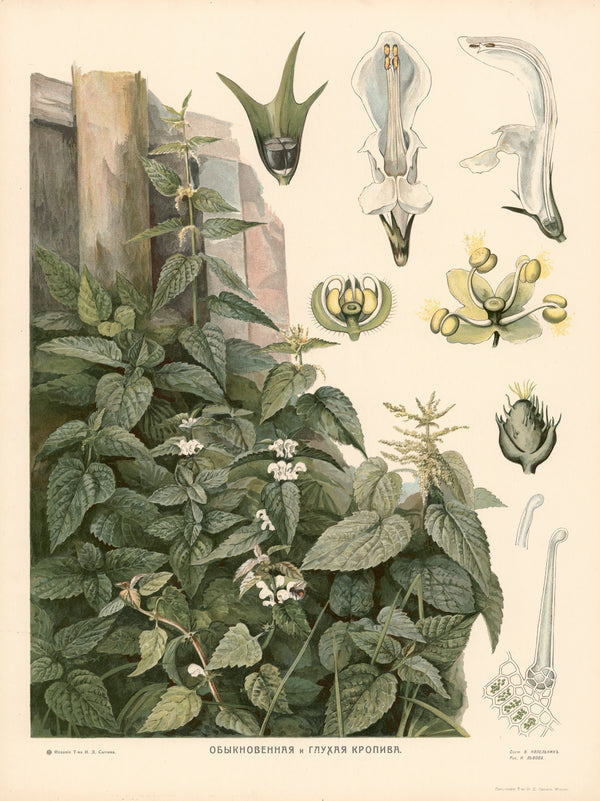 Nettles 1910