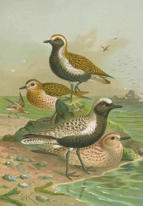 Charadrius pluvialis Charadrius squatarola