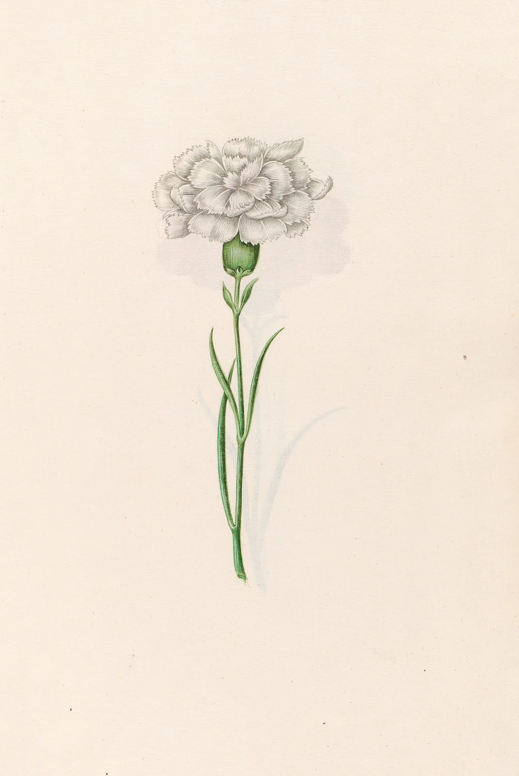 Carnation 1692