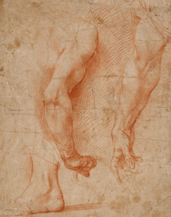 Studien von zwei Armen und eines Fußes ca 1520