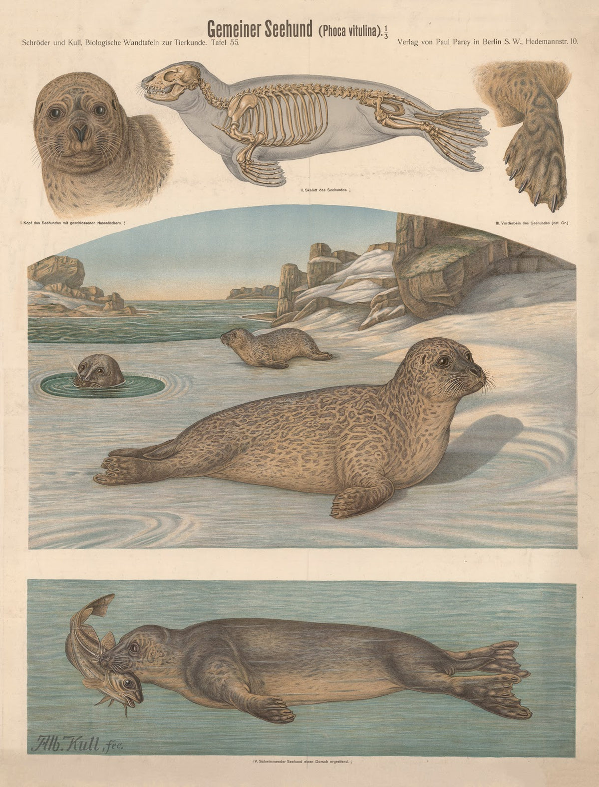 Common Seal Phoca vitulina