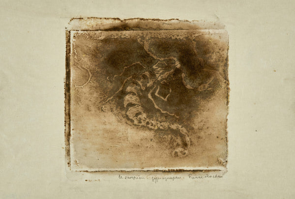 Scorpion 1897