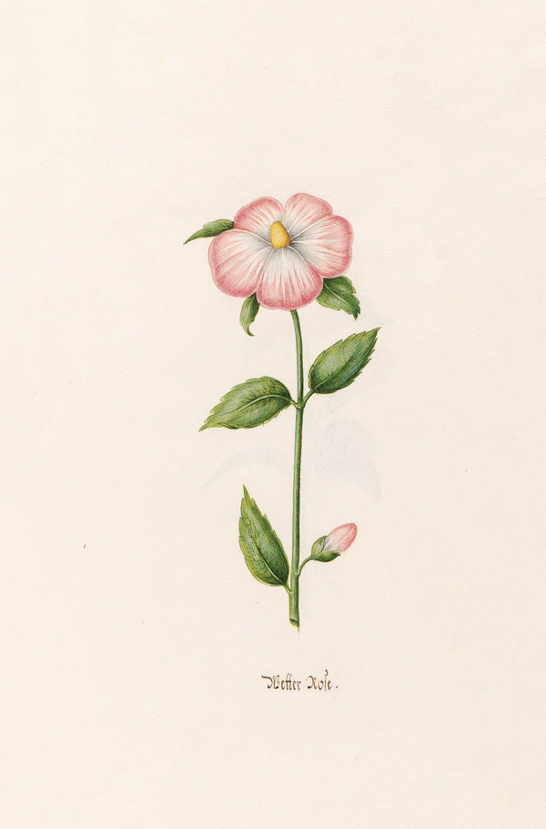 Wetter rose 1692