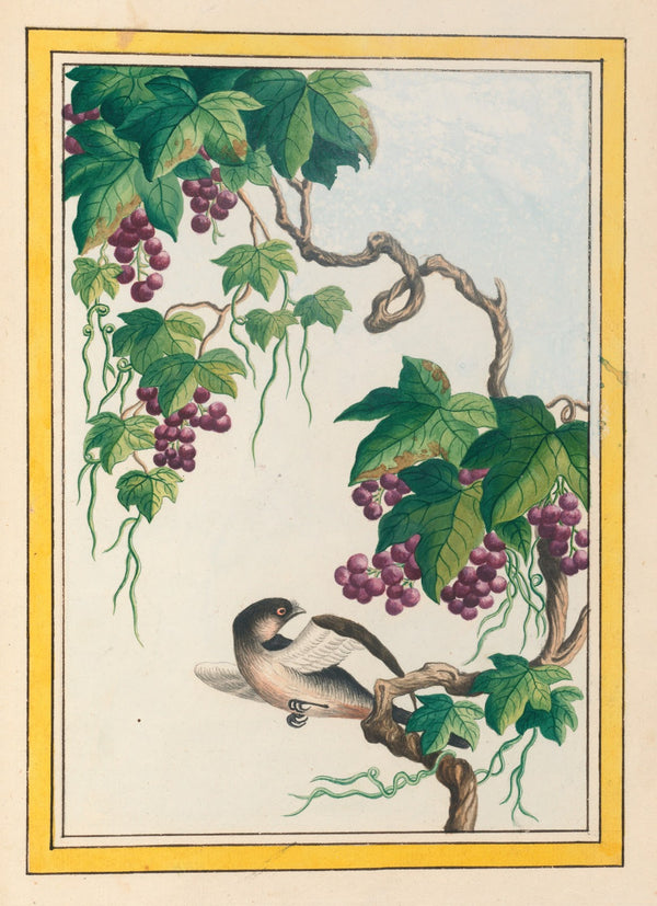 Plantes de Chine Pl091 1776