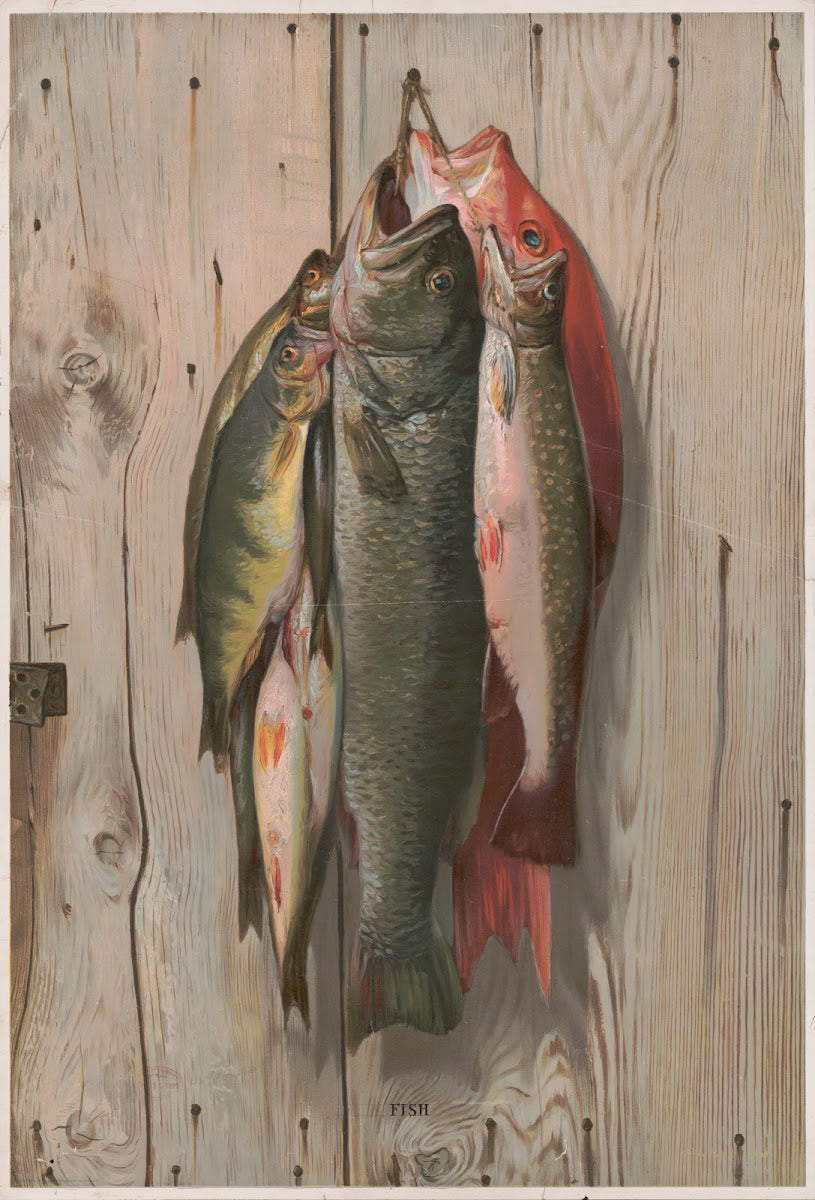 Fish 1898