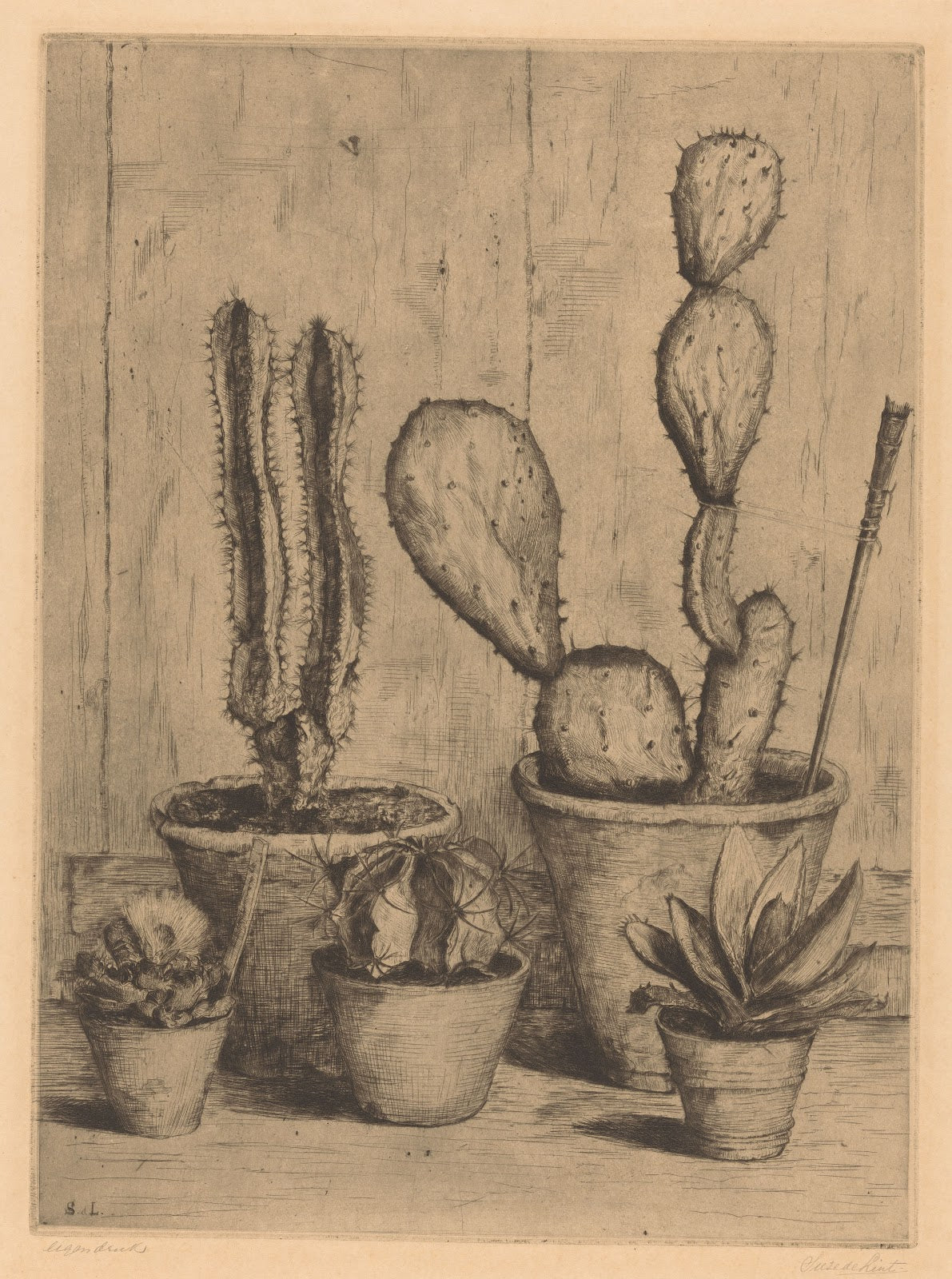 Cacti 20th century