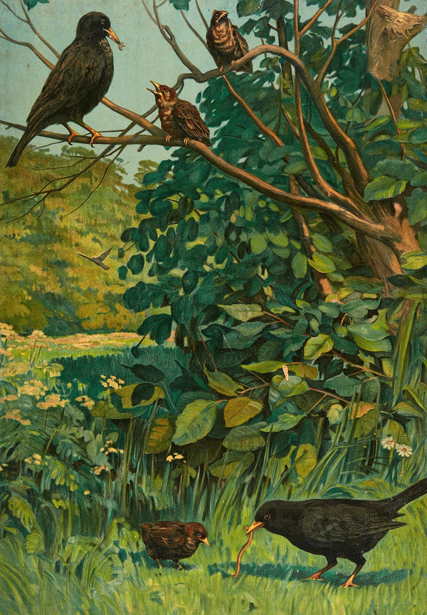 Blackbird 1910