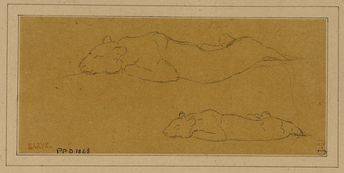 Deux études de panthère allongée 19th century
