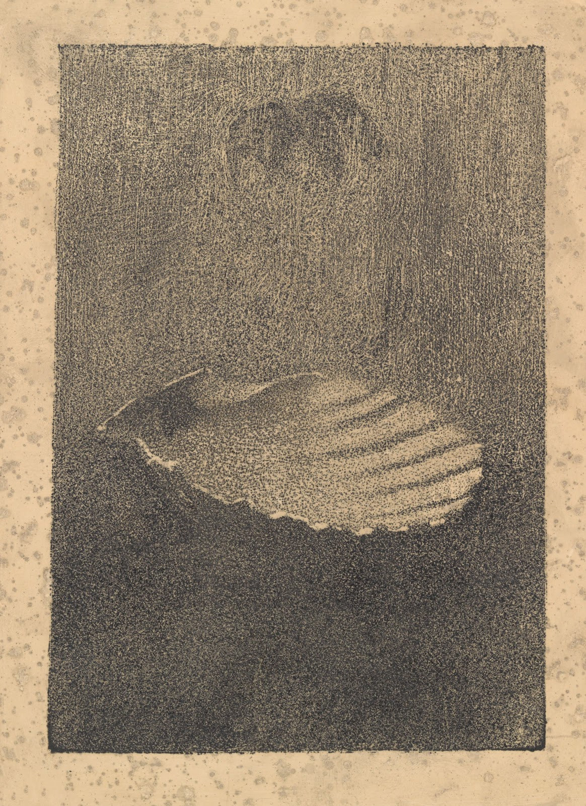 Shell on the table 20th century