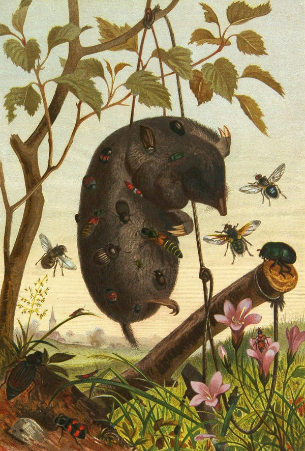 Die Insekten Tausendfussler und Spinnen Pl 04 1877