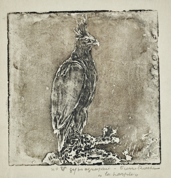 Oiseau de proie Harpie 1913