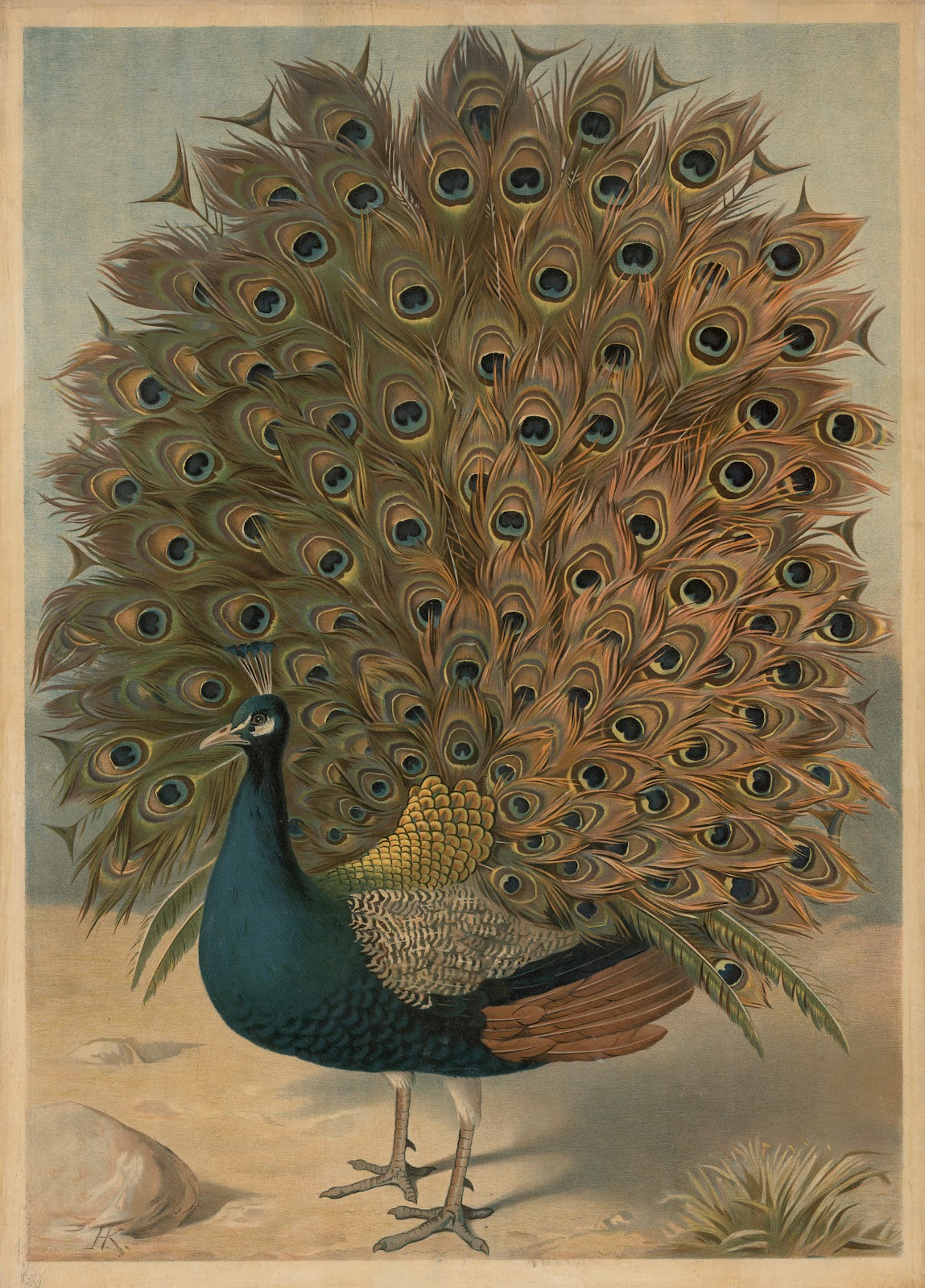 Peacock 1895