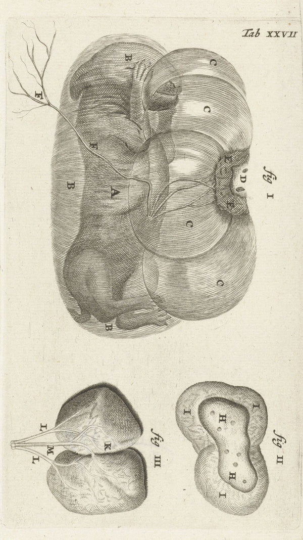 Anatomical illustration of a rabbit fetus in the uterus and the placenta 1672