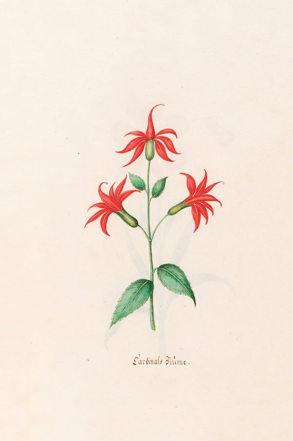 Cardinals Blüme 1692