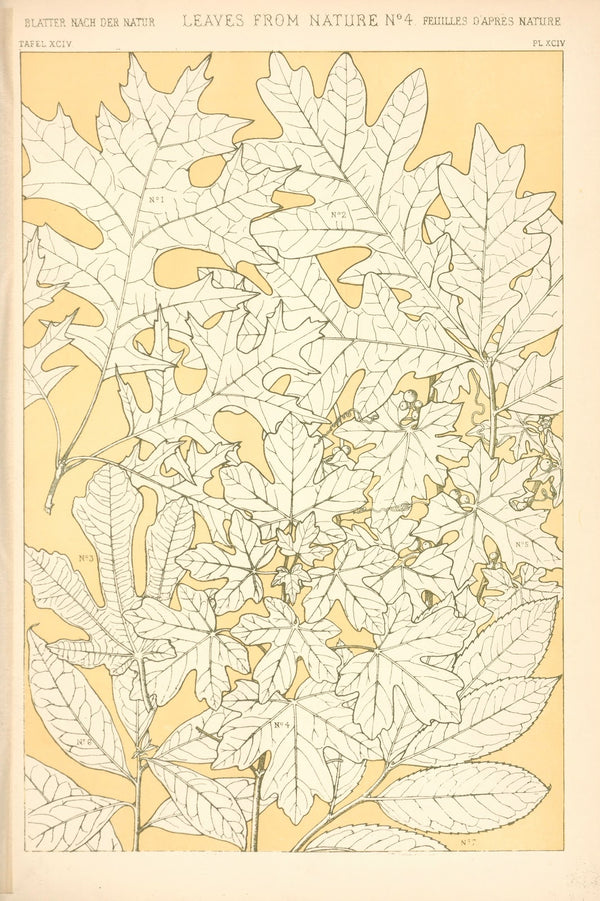 Leaves from Nature No 4 1910