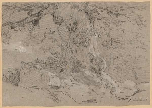 Study of Old Tree Trunk
