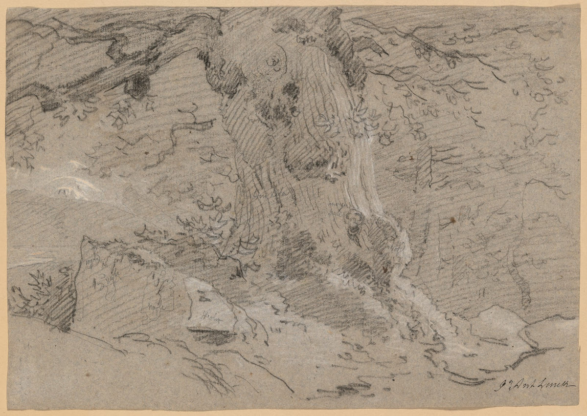 Study of Old Tree Trunk