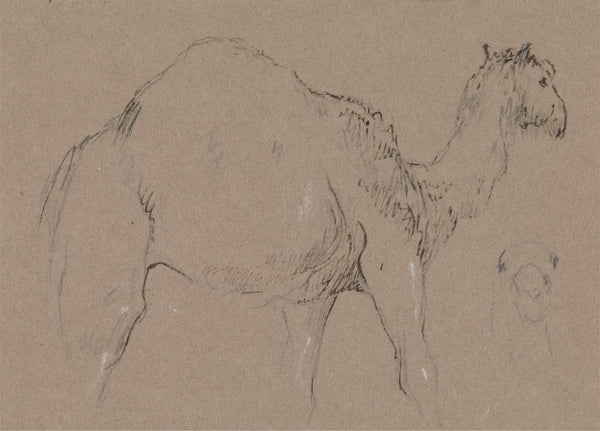 A Camel Moving to the Right a Sketch of a Camels Head Bottom Right ca 1850