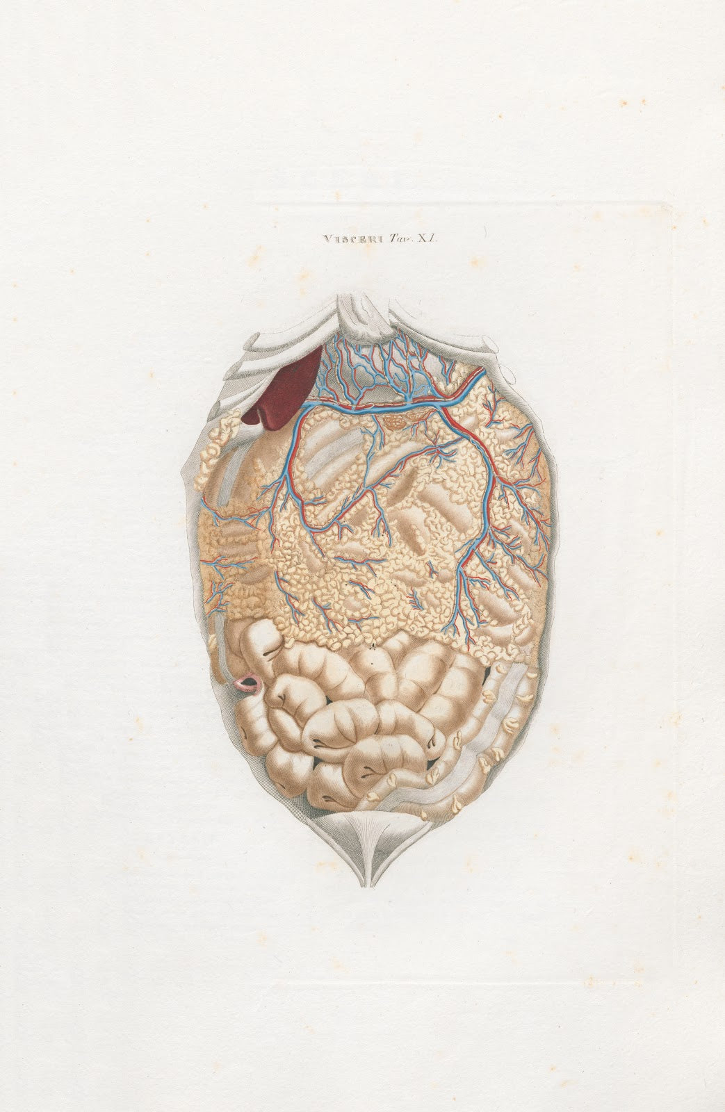 Anatomia Universale Pl30 1833