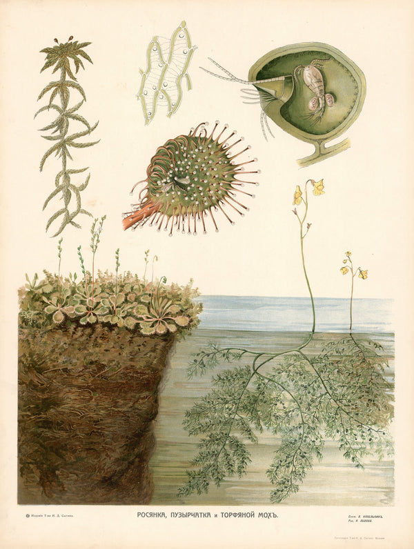 Sundew 1910