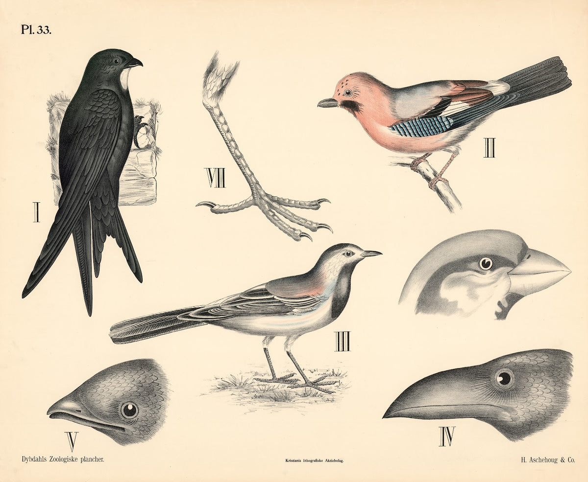 Fugle Spurvefugle 1881