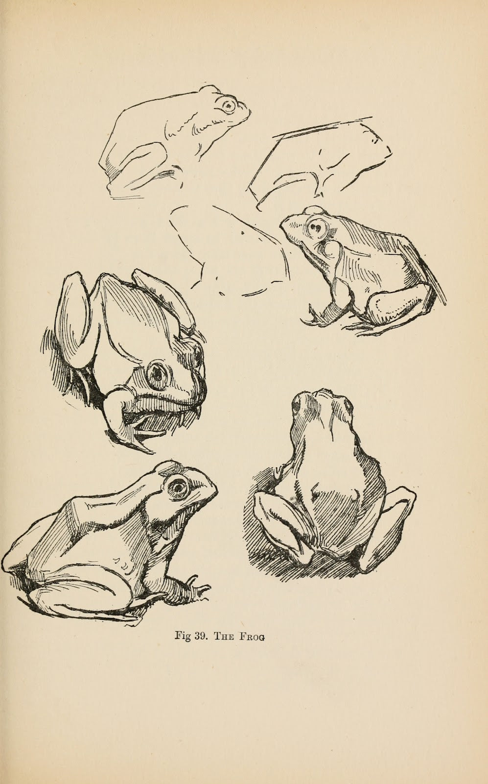 Drawing for beginners Pl18 1920s