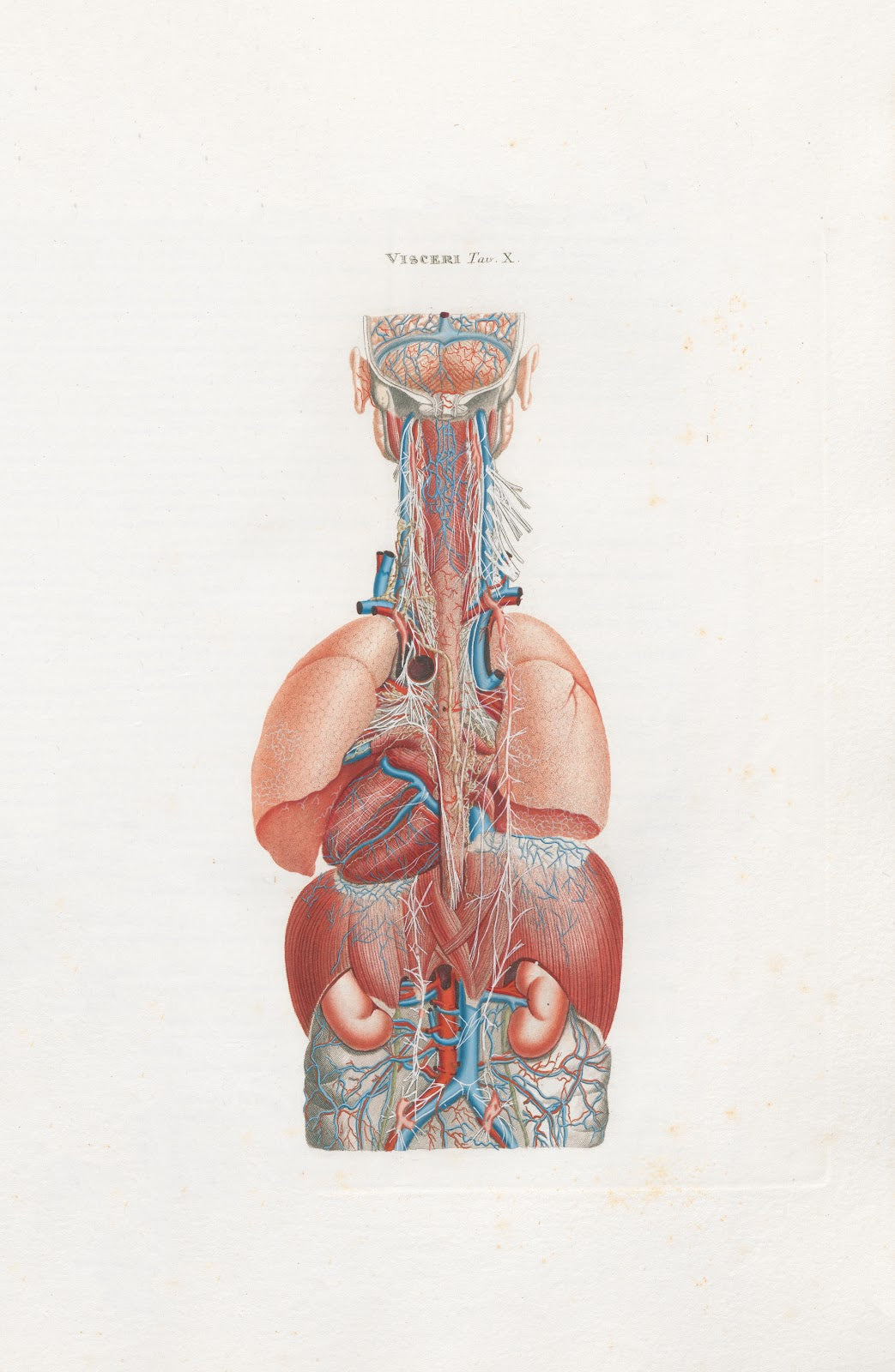 Anatomia Universale Pl28 1833