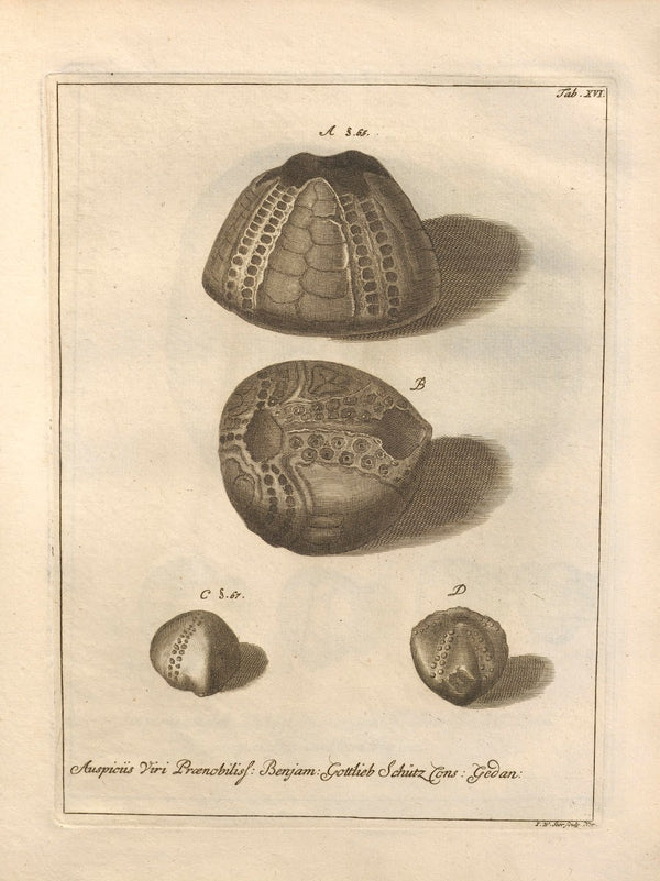 Naturalis Dispositio Echinodermatum Natural Arrangement of Echinoderms Pl16 1734