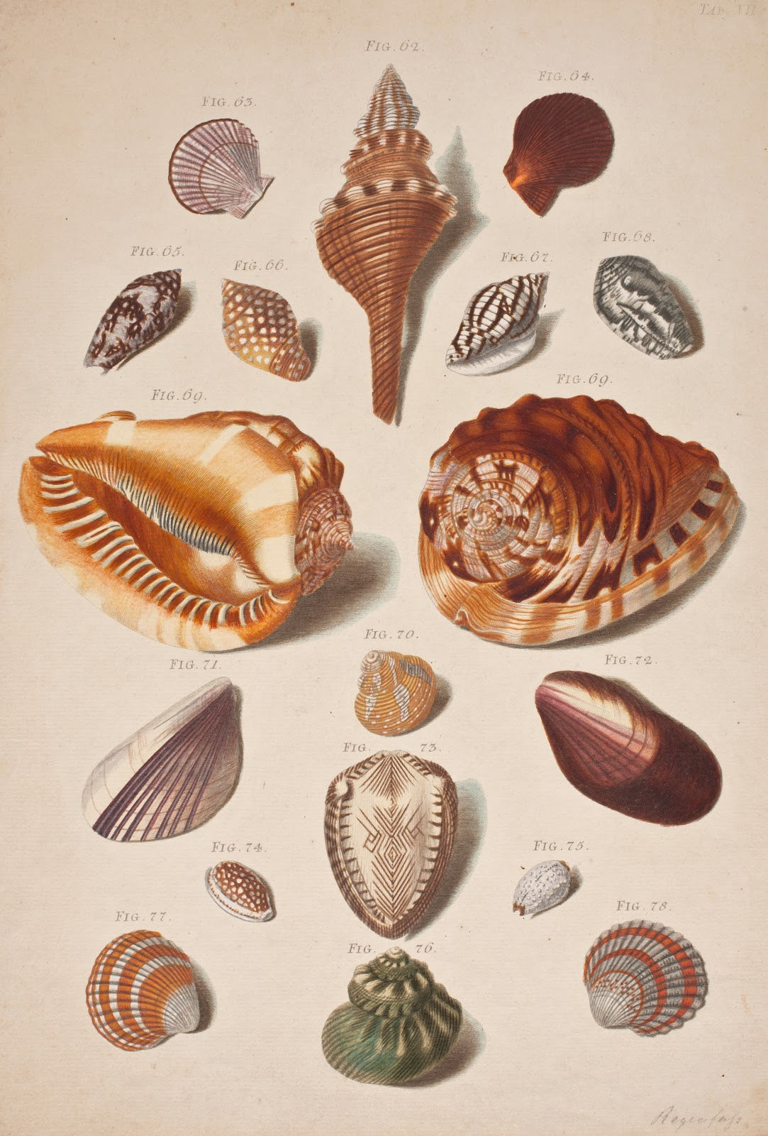 Illustrationsplanche Med Konkylier 1757 1758