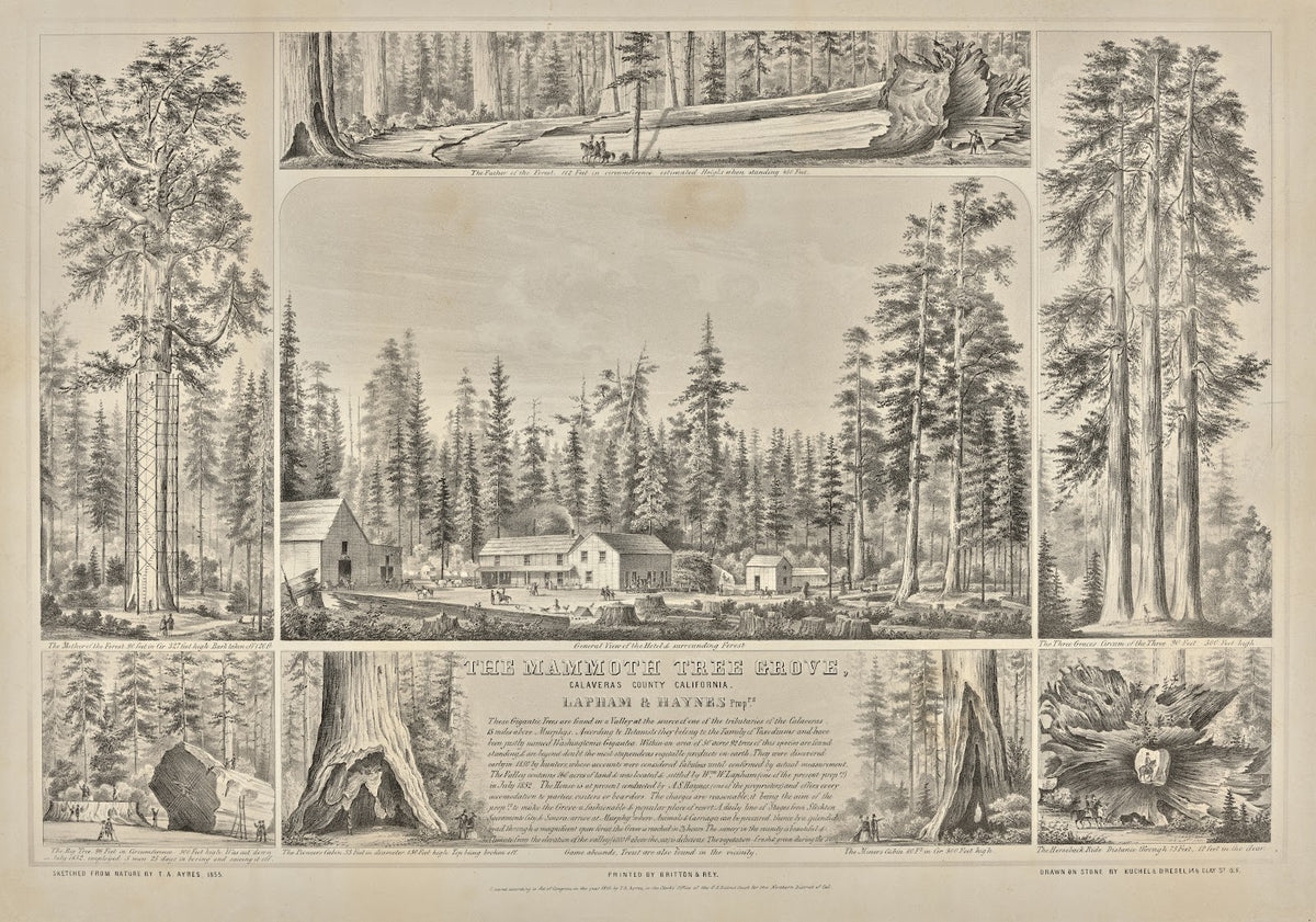 The Mammoth Tree Grove Calaveras County California Lapham Haynes Proprs 1855