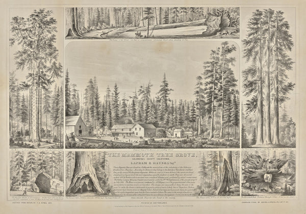 The Mammoth Tree Grove Calaveras County California Lapham Haynes Proprs 1855