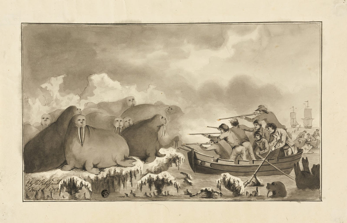 Walrus Hunt 1801