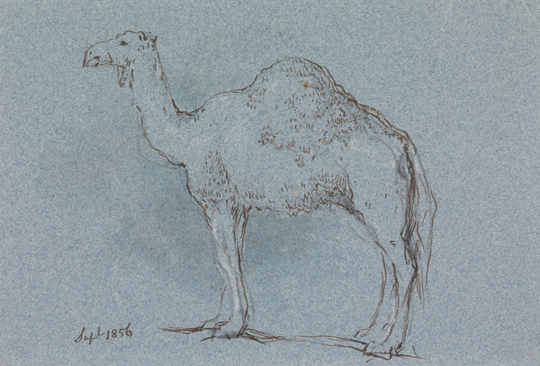 A Camel Facing Left Sept 1856