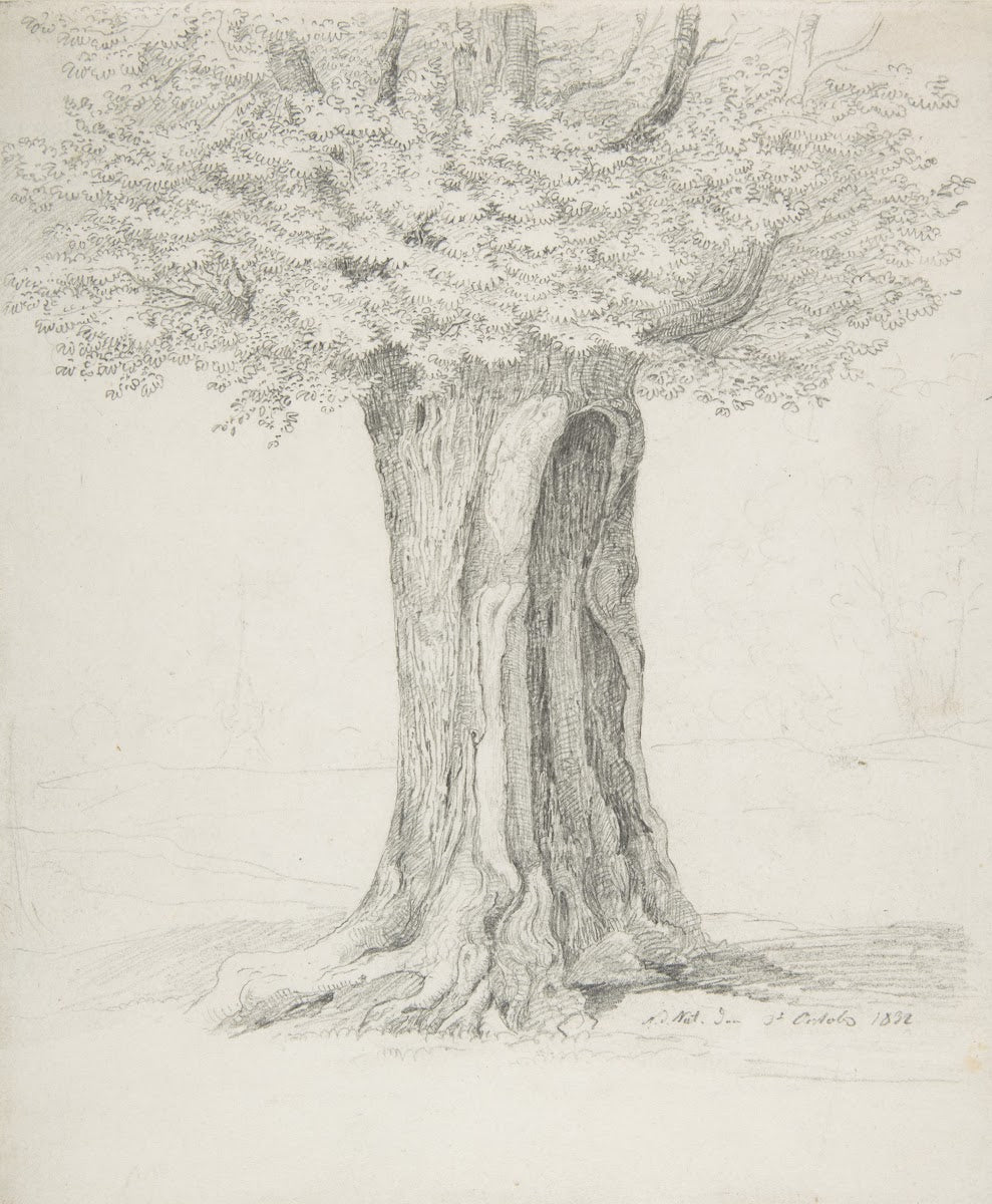 Study of a Tree 1832