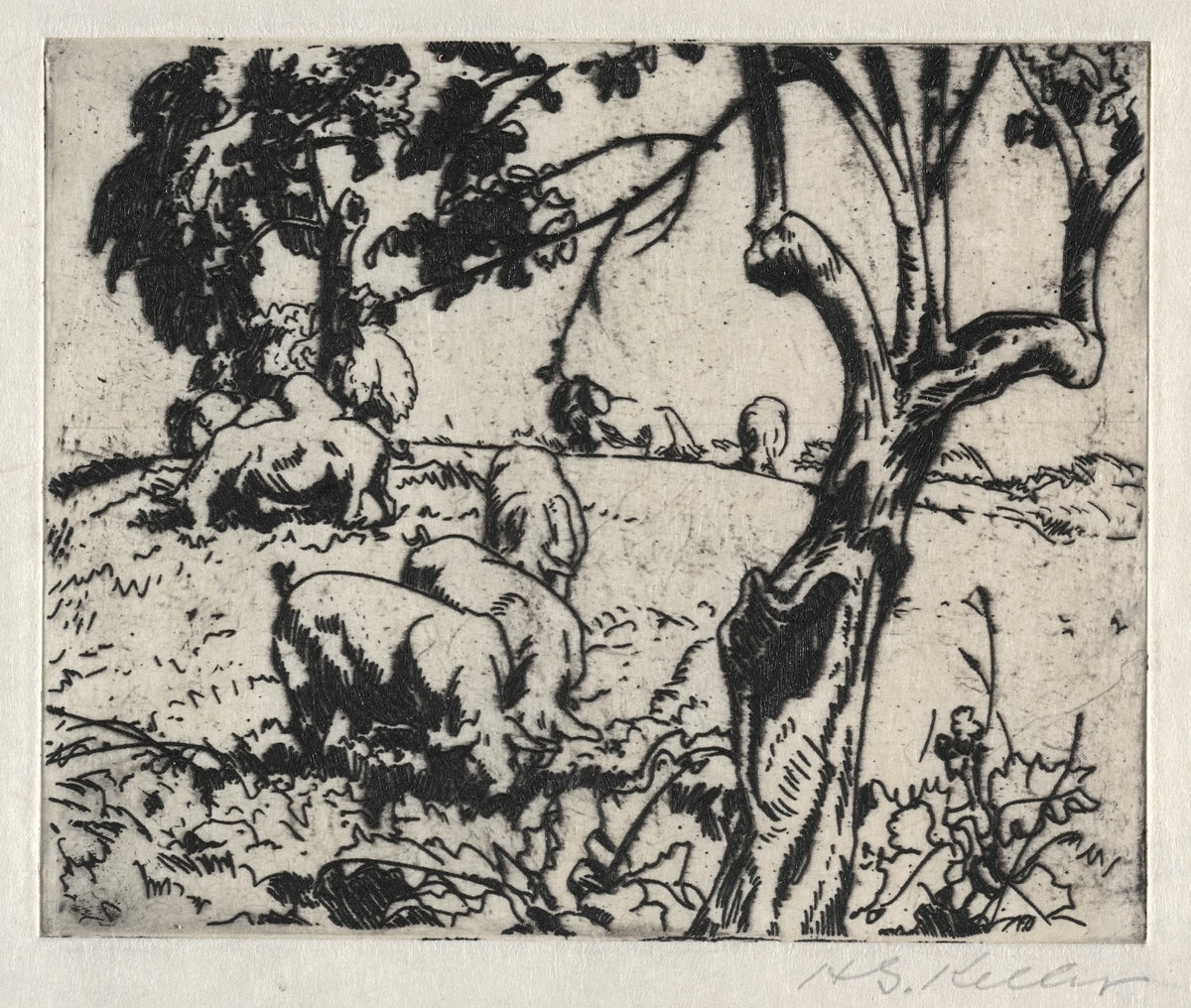 Pigs in Orchard