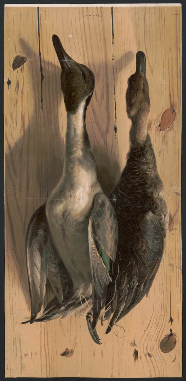 Ducks 1897