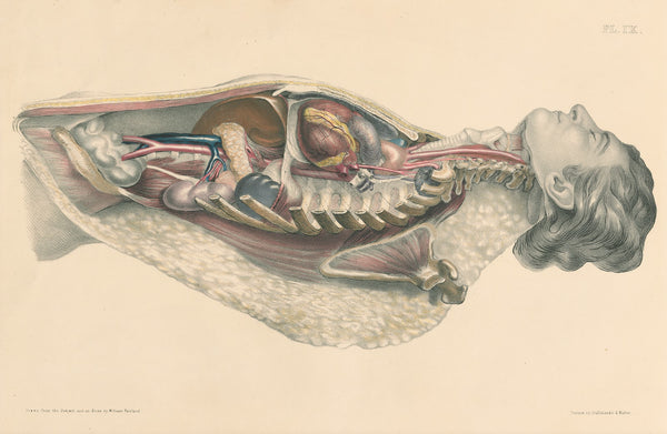 Medical anatomy or Illustrations of the relative position and movements of the i
