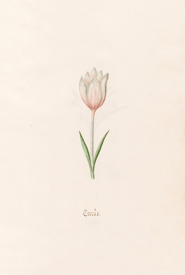 Crocüs 1692