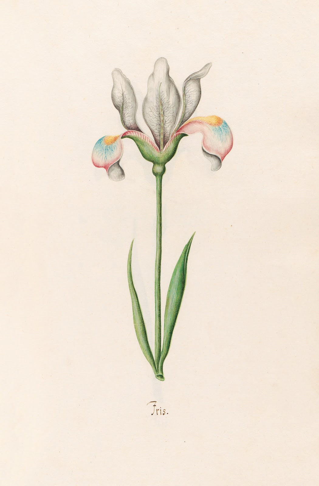 Iris 1692