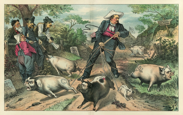 A hard job with the hogs 1885