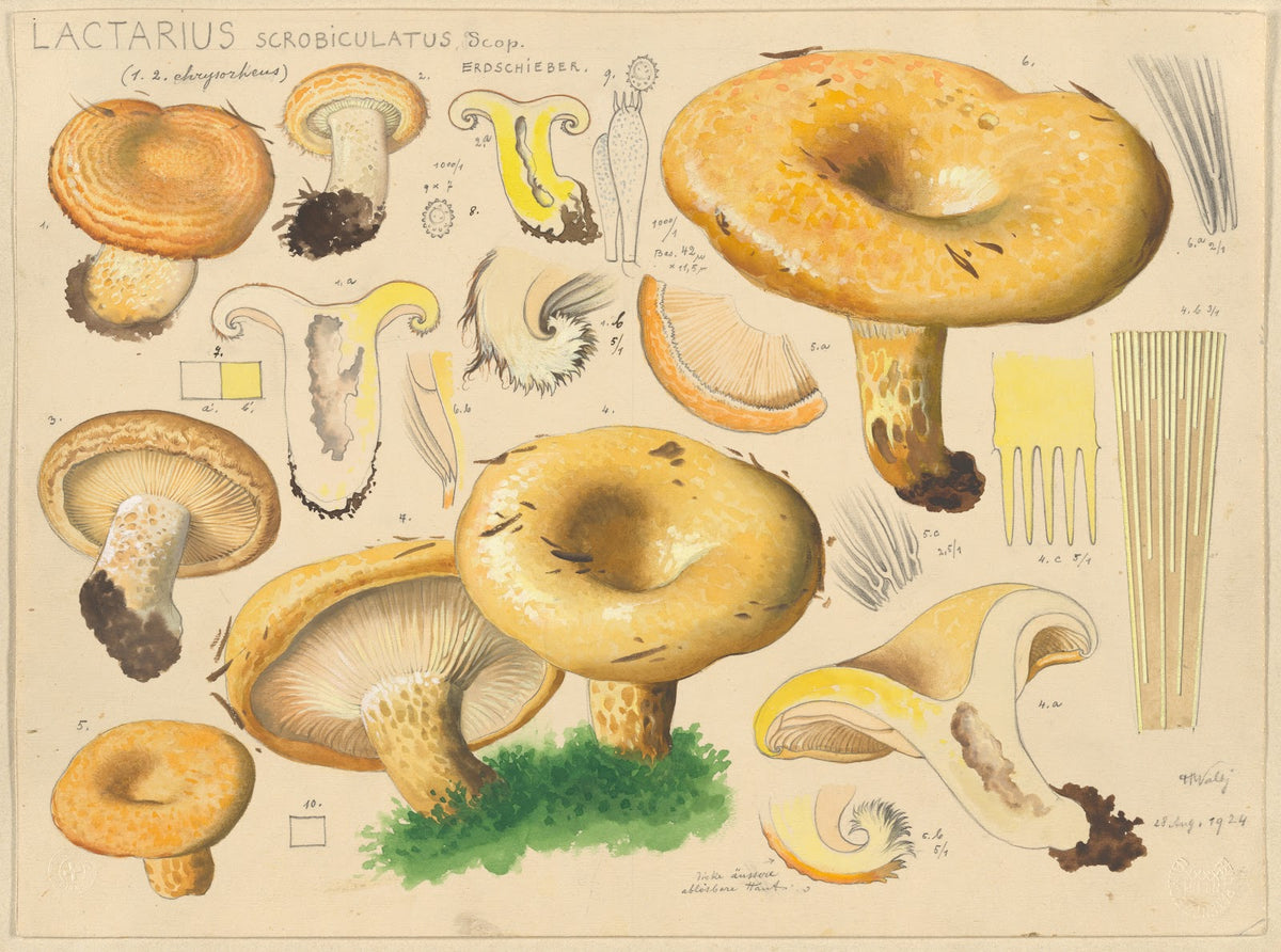 Lactarius scrobiculatus Scop 1915 1945