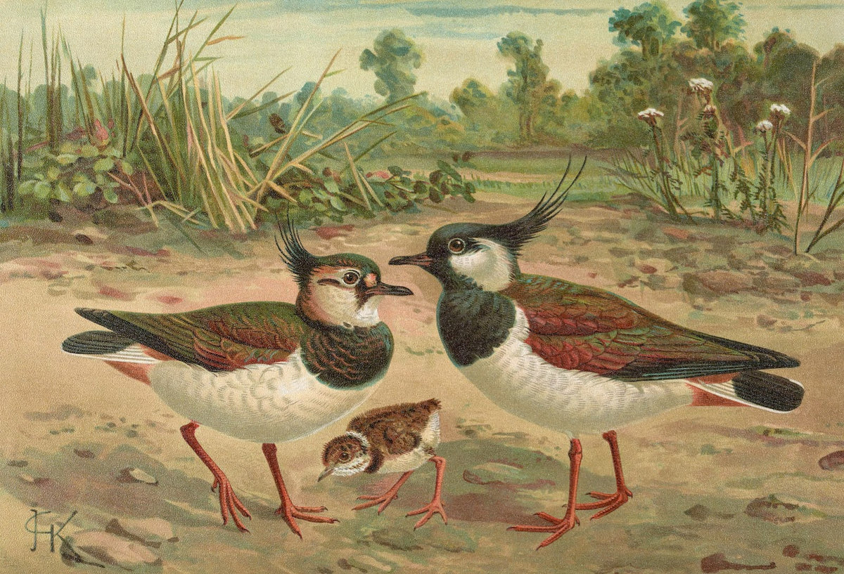 Vanellus vanellus