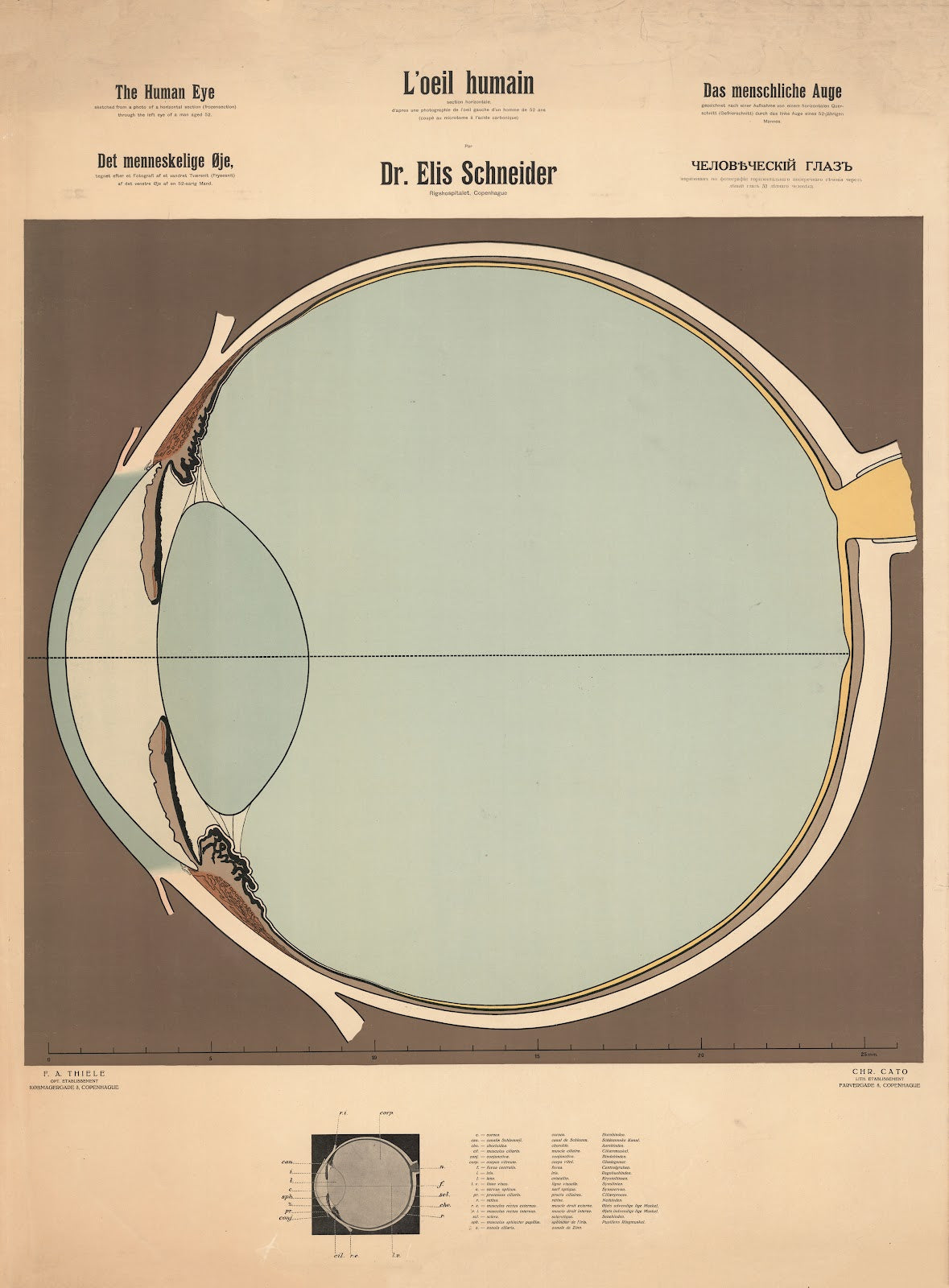 The Human Eye 1917