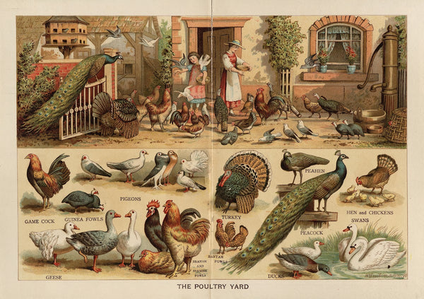 The Poultry Yard 1880s
